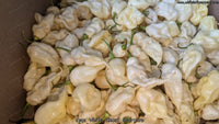 Jay's White Ghost Scorpion - Pepper Seeds - White Hot Peppers